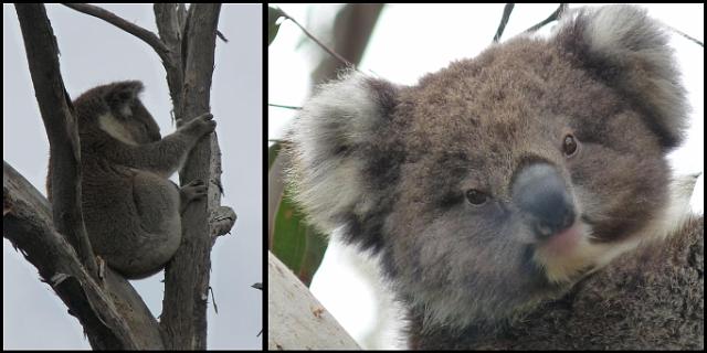 (25) Koalas.JPG